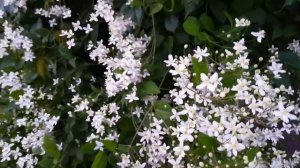 зацвел табак однолетний и клематис манджурский