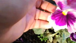 Выращиваю виолу для следующего года