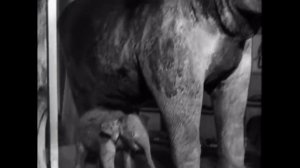 Семнадцать мгновений весны - 05