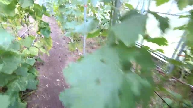 ??Виноградник Петкевича Олега. Минская область. Виноград на северном склоне.