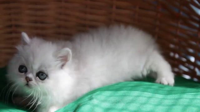 Котенок персидской шиншиллы. кошечка смотреть онлайн