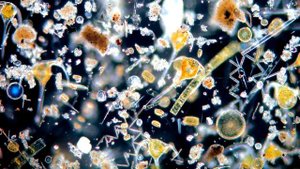 Кто такие простейшие?