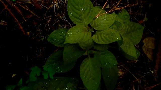 Pseuderanthemum Finally Reappears In 40 Year Dormant Garden