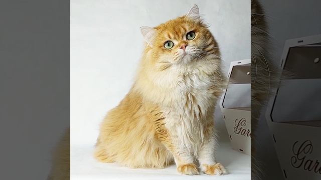 Британский длинношерстный кот окраса золотая шиншилла. Котик Konstantin (Константин)