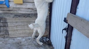 злой алабай какие же они злые среднеазиатская овчарка