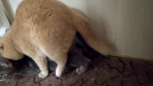 Вязка Шотландського кота#коты#кошкиналюбовь#cat#scottishcat#scotish#scottishfold#love#