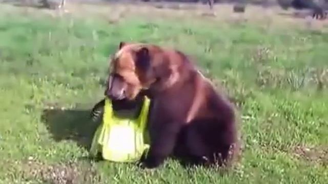 умный и милый медведь, как человек смотреть онлайн