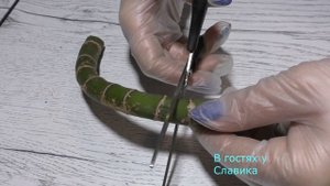 Диффенбахия. Эффективные Способы Размножения в Домашних Условиях.