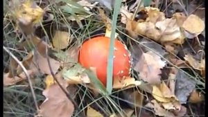 Как приготовить настойку из Мухомора. Лес. Грибы.