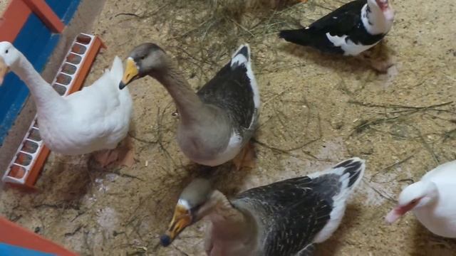 Контактный зоопарк в Лесной поляне смотреть онлайн