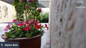 Good Morning Beautiful Flowers| Bougainvillea|Petunia