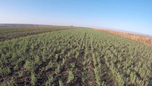 Мы переходим на сидераты! Посев гороха на сидерат