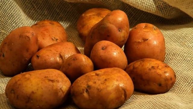 Картофель Растение. Сорта Для Посадки