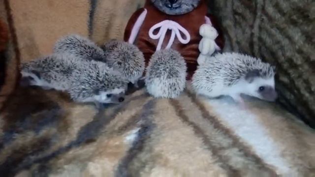 Африканские карликовые ежики. Продажа. 5 самцов и 2 самки. смотреть онлайн