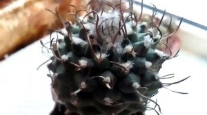 Самые безопасные кактусы для детей. У кактусов нет колючек или они щетинковидные.