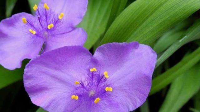 Виды и сорта Традесканции.