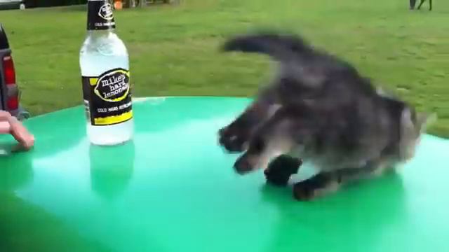 Упал по команде смотреть онлайн