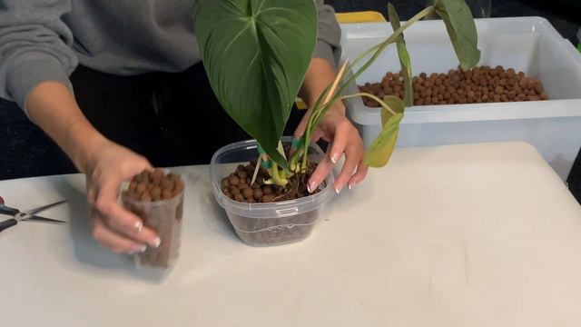 Moving my GREENSPACES.ID GLORIOSUM into LECA - pot with me смотреть онлайн