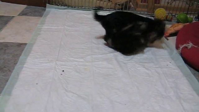 Девочки йорка на продажу смотреть онлайн