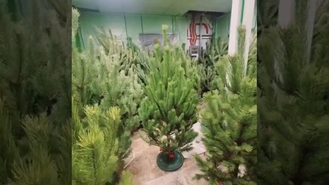 СОСНА ОБЫКНОВЕННАЯ СРЕЗАННАЯ | PINUS SYLVESTRIS смотреть онлайн