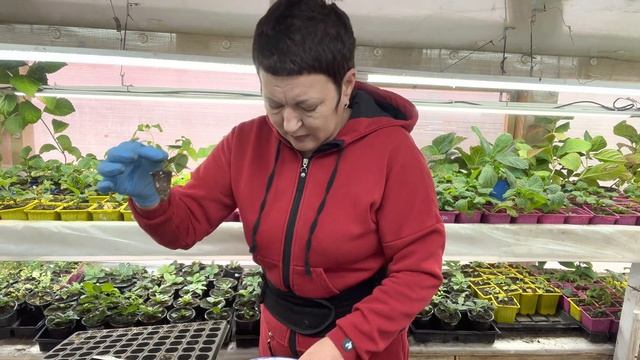 Черенкование голубики и ее перевалка. Черешковая гортензия. 09.10
