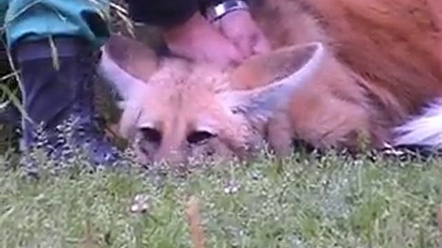 Chrysocyon brachyurus #2 смотреть онлайн