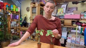 Комнатное растение Полисциас Балфуриана - эффектный и неприхотливый | Важные правила ухода.