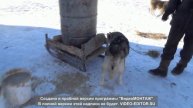 Ролик о жизни животных в приюте "Возрождение" A video about the life of animals in the Vozrozhdeni
