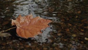 Осенние хлопоты садовода. #сад #огород #дача