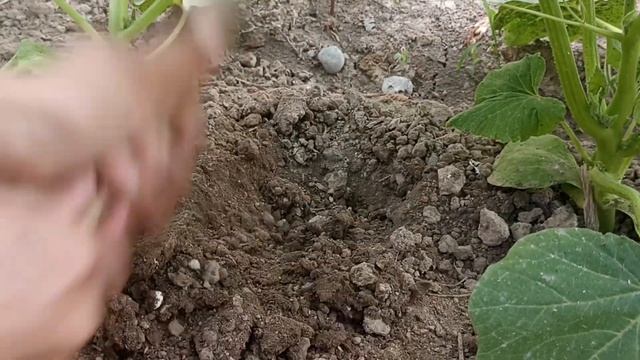 КОПЕЛЬНЫЙ ПОЛИВ из ПЛАСТИКОВЫХ БУТЫЛОК