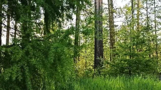 Шум ветра и пение птиц в лесу.  Релакс видео смотреть онлайн