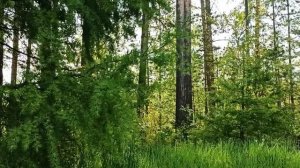 Шум ветра и пение птиц в лесу.  Релакс видео