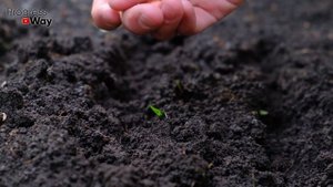 10 ВАЖНЫХ ДЕЛ в сентябре в саду и огороде!