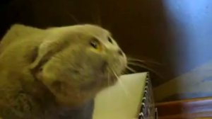 Говорящий кот