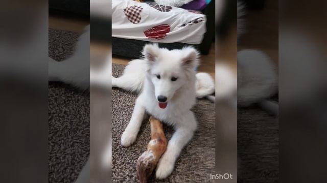 Самоед Аста #самоедскаялайка#самоед#копыта#щенок#5месяцев#собака#dog#калининград#малыш#puppy#