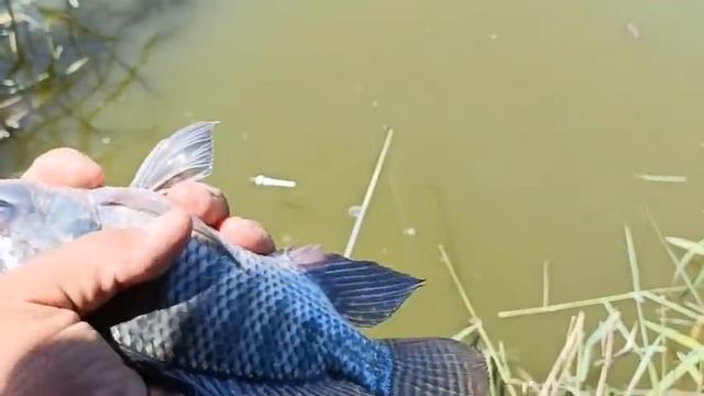 Fishing with wheat and worms смотреть онлайн