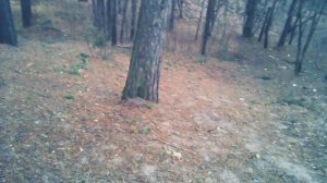 Искал В лесу КРЫШКИ А НАШËЛ... Пополнение моей КОЛЛЕКЦИИ КРЫШЕК #2