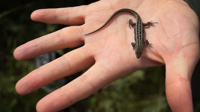 Видео о природе : ящерица видео смотреть онлайн