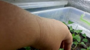 Как проходит укоренение гортензий.Прошдо 16 дней , появляются корешки!#гортензия ,#черенкование.