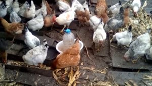 5+ СОВЕТОВ, ЧТОБЫ КУРЫ НЕСЛИСЬ ЗИМОЙ И ЛЕТОМ