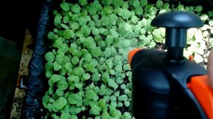 6 мая 2017 г. Рассада табака без пикировки.