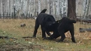 Среднеазиатские овчарки ТААЖЫДАР.