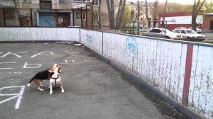 Бигли Фока и Кекс 08.05.2013 ч.3