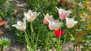 Май в Саду 24 мая 2023 часть 1