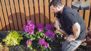Różanecznik 'Polarnacht' - Rhododendron 'Polarnacht'