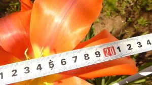 Тюльпан-гигант  Темпл оф Бьюти на пике цветения.