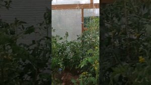 Нехватка кальция у томатов. Чем подкормить.Два способа с азотом и без.Чуть о питании.Ливень