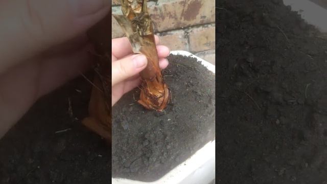 Моя Вашингтонія через рік після пересадки.Частина 2. Мій догляд за нею смотреть онлайн