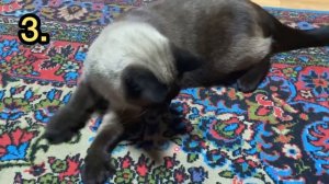 5 МИФОВ ПРО СИАМСКИХ КОШЕК В КОТОРЫЕ НЕ СТОИТ ВЕРИТЬ ! СИАМСКИЕ КОШКИ