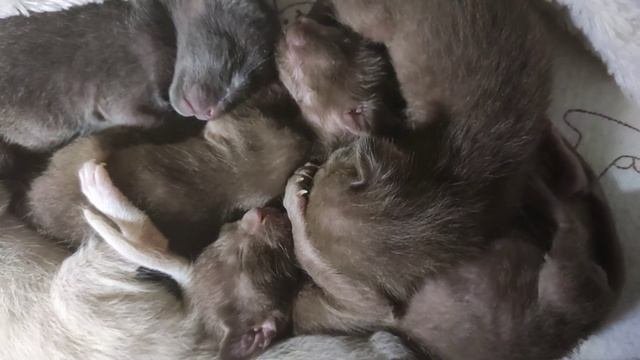 ориентальные котята - неделя #oriental #kittens